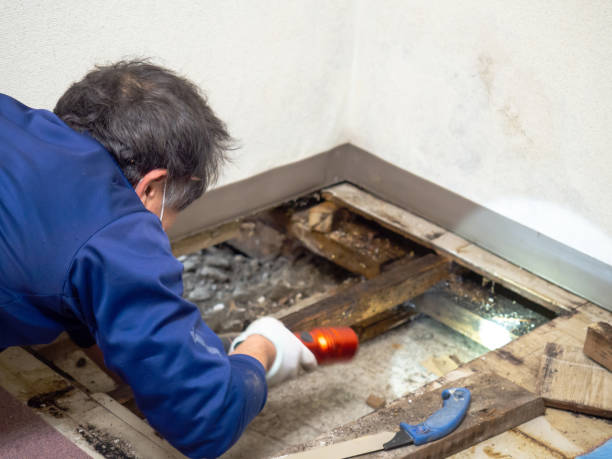 Best Residential Mold Removal  in Auburn, WA