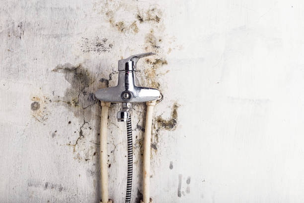 Best Mold Removal Company Near Me  in Auburn, WA
