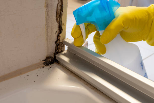 Best Certified Mold Removal  in Auburn, WA