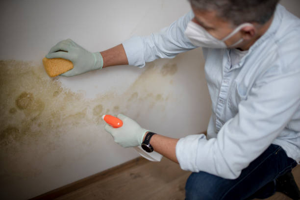 Best Local Mold Removal Service  in Auburn, WA
