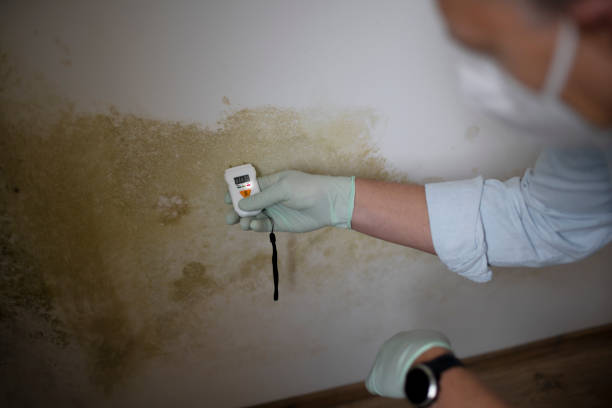 Mold Removal Process in Auburn, WA